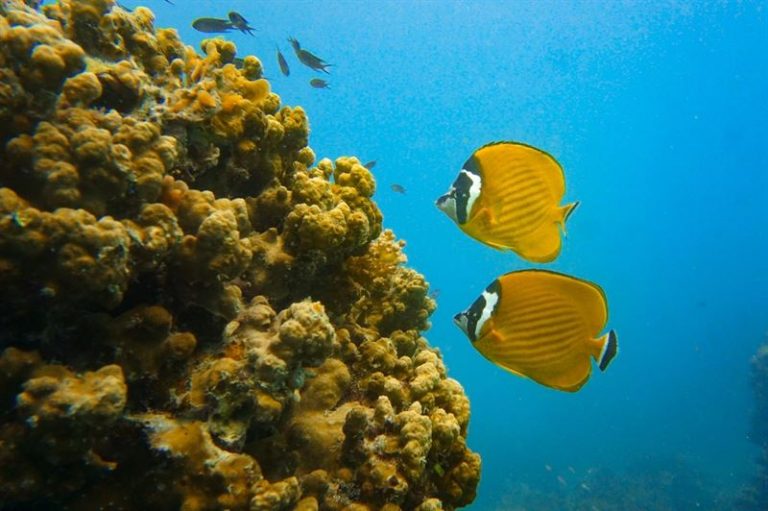 Ontspan Trek Je Terug En Ga Op Avontuur Op Koh Samui Koh Phangan