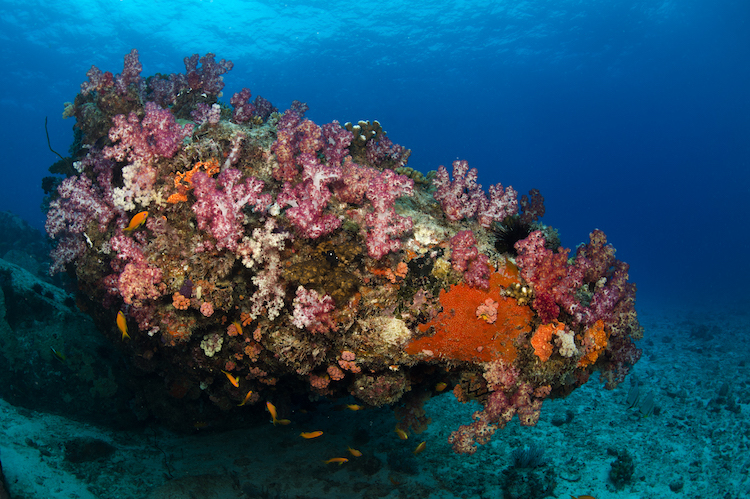 Colourful coral in Seychelles Photo Credit: Imran Ahmad
