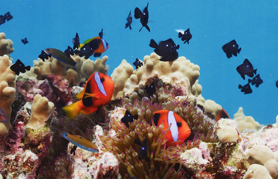 Nieuw-Caledonië: een paradijs voor duikers