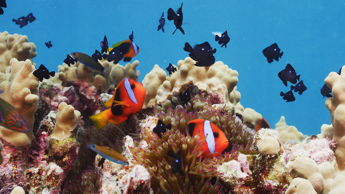 Nieuw-Caledonië: een paradijs voor duikers