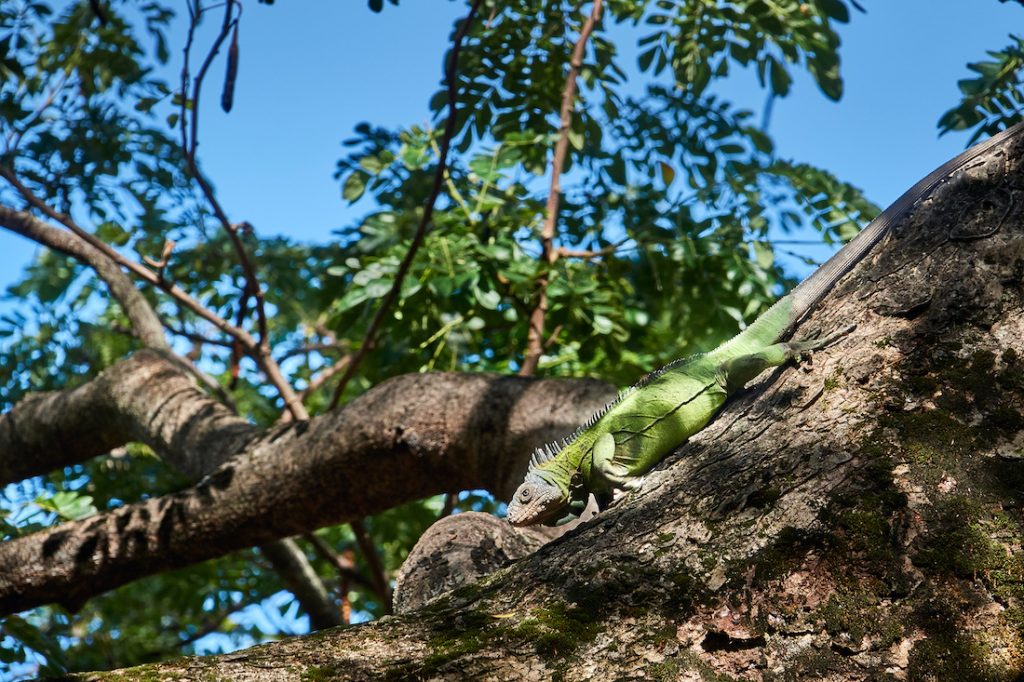 leguaan Iguana Delicatissima