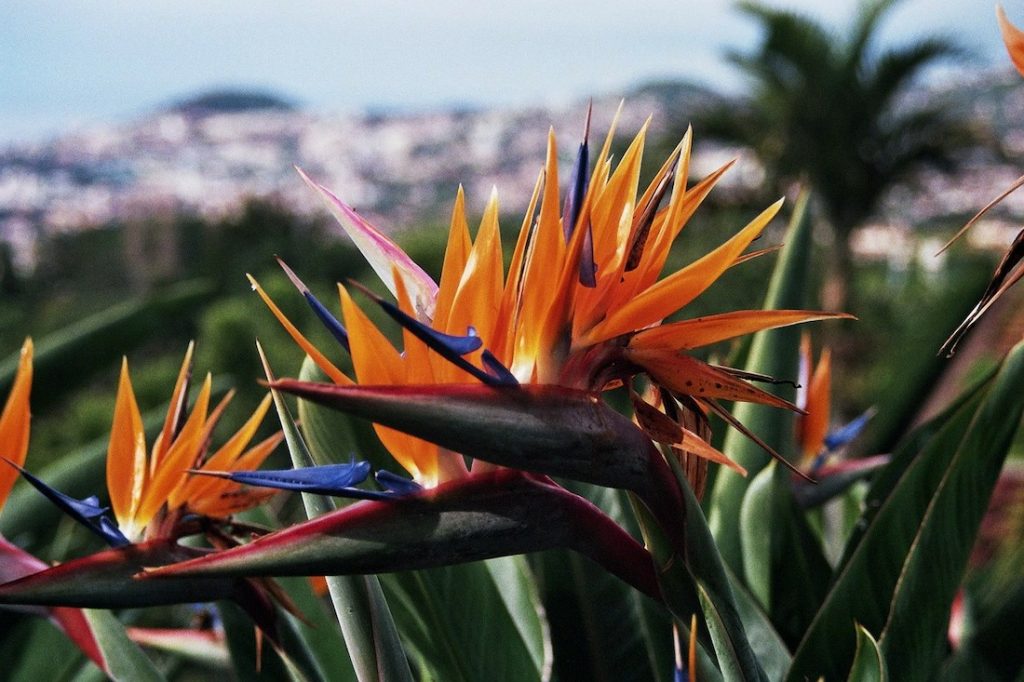 Madeira Botanische Tuin