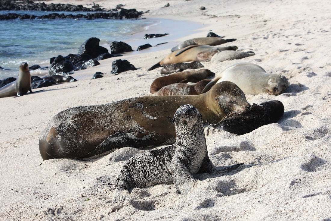 De beste tijd om op vakantie te gaan op de Galapagos-eilanden