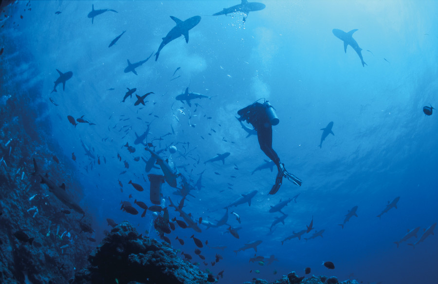 Haaien voeren op Osprey Reef