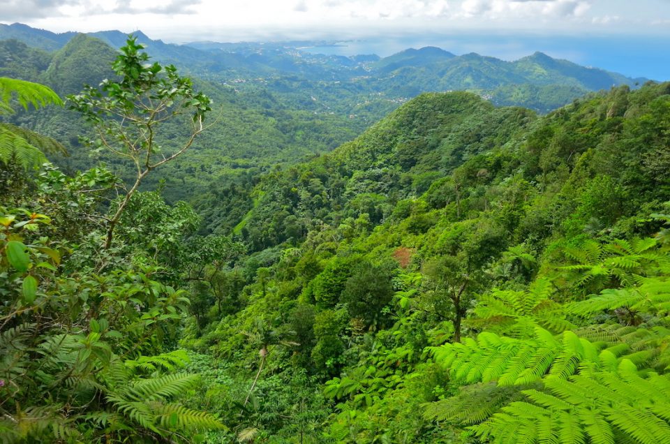Trektochten door het regenwoud op het Spice-eiland - Grenada