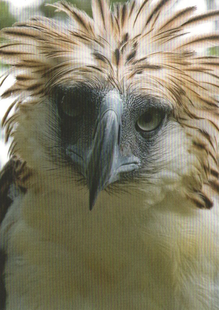 Filippijnse adelaar