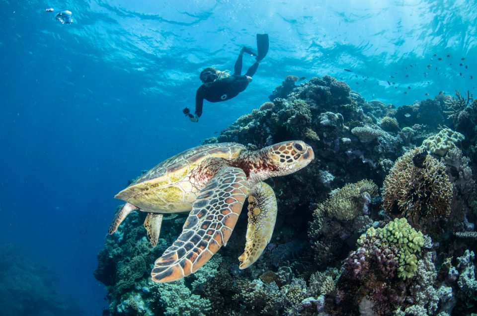 Tips voor een vakantie naar het Great Barrier Reef