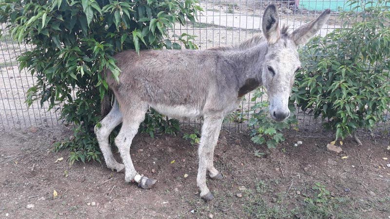 Antigua Donkey Sanctuary