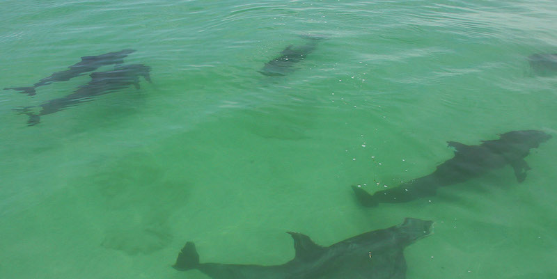 dolfijnen in het wild in Key West