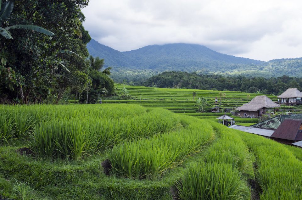 Vijf attracties rond Ubud op Bali