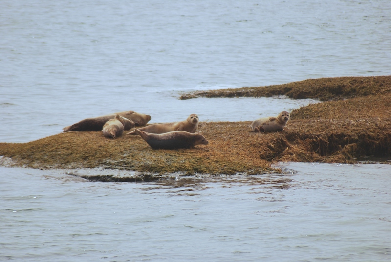 zeehonden Long Island