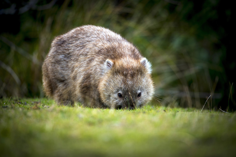 Bezoek de wombats op hun eiland
