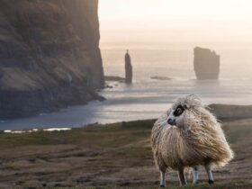 De Faeröer Eilanden in Denemarken: een archipel om te ontdekken