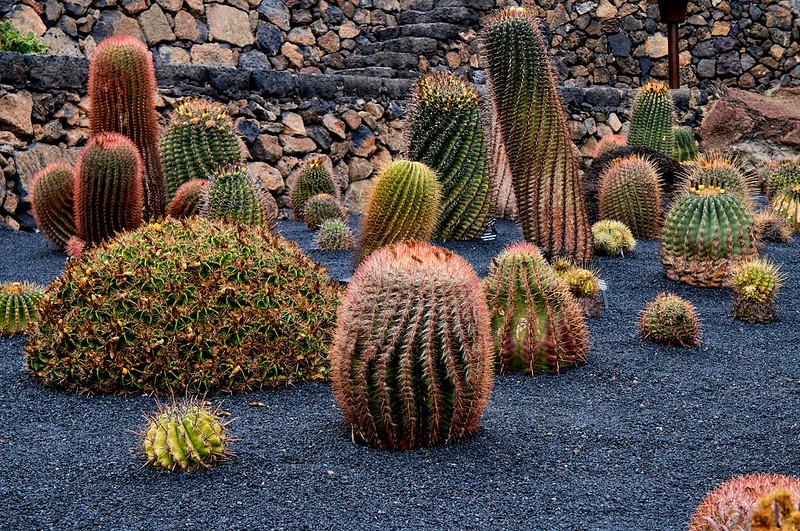 Jardin de Cactus