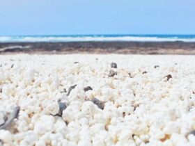 Een strand gaat de wereld rond: het verhaal van Popcorn Beach op de Canarische Eilanden