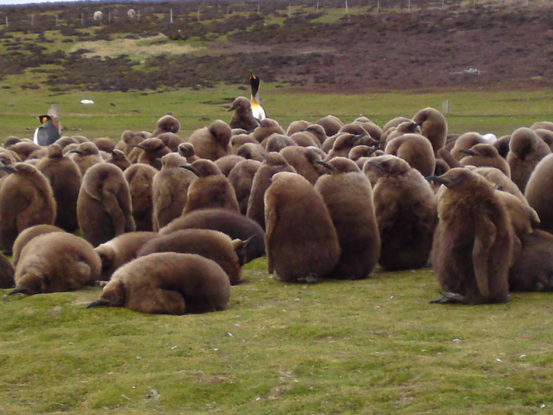 Falklandeilanden: een natuurlijk paradijs in Zuid-Amerika