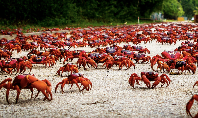 Christmas Island migratie rode krabben