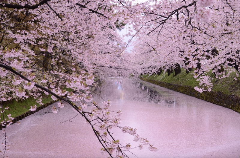 Hirosaki Park kersenbloesems in japan