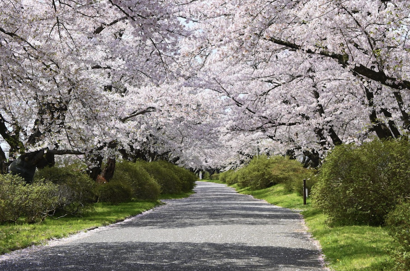 Kitakami Tenshochi Park kersenbloesems in japan