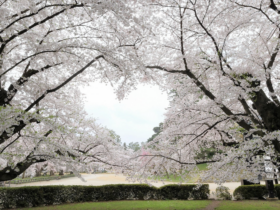 7 beroemde plekken om te genieten van kersenbloesems in Japan