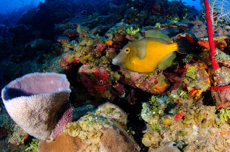 duiken Kaaimaneilanden