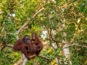 Ontdek de natuur van Borneo