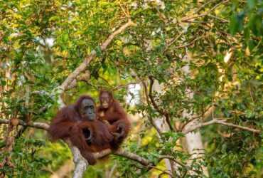 Ontdek de natuur van Borneo