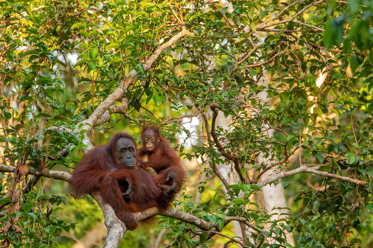 Ontdek de natuur van Borneo