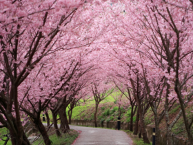 Lente in Taiwan: Kersenbloesems, thee-retraites en warmwaterbronnen