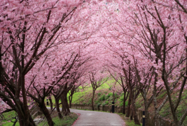 Lente in Taiwan: Kersenbloesems, thee-retraites en warmwaterbronnen