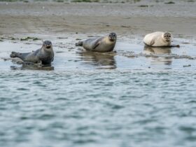 6 x doen op Schouwen-Duiveland