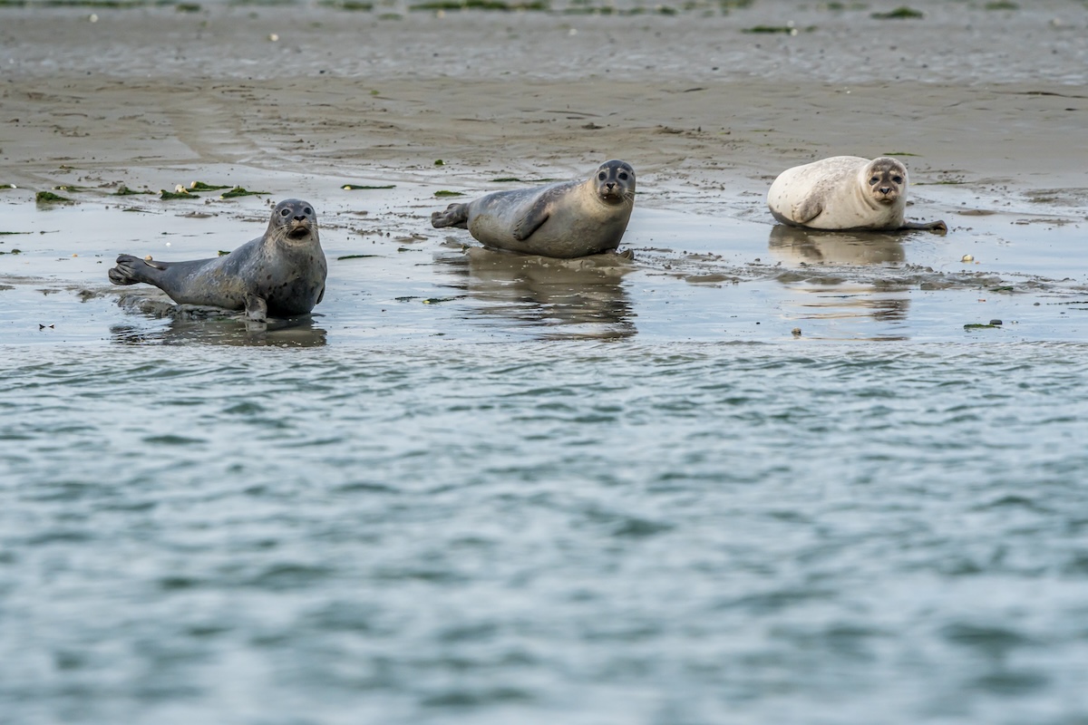 6 x doen op Schouwen-Duiveland