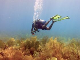 Duiken op Anguilla: ontdek het onderwaterparadijs