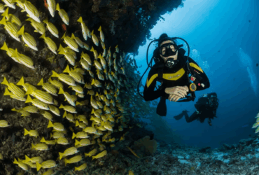 Duiken op Koh Tao en meer