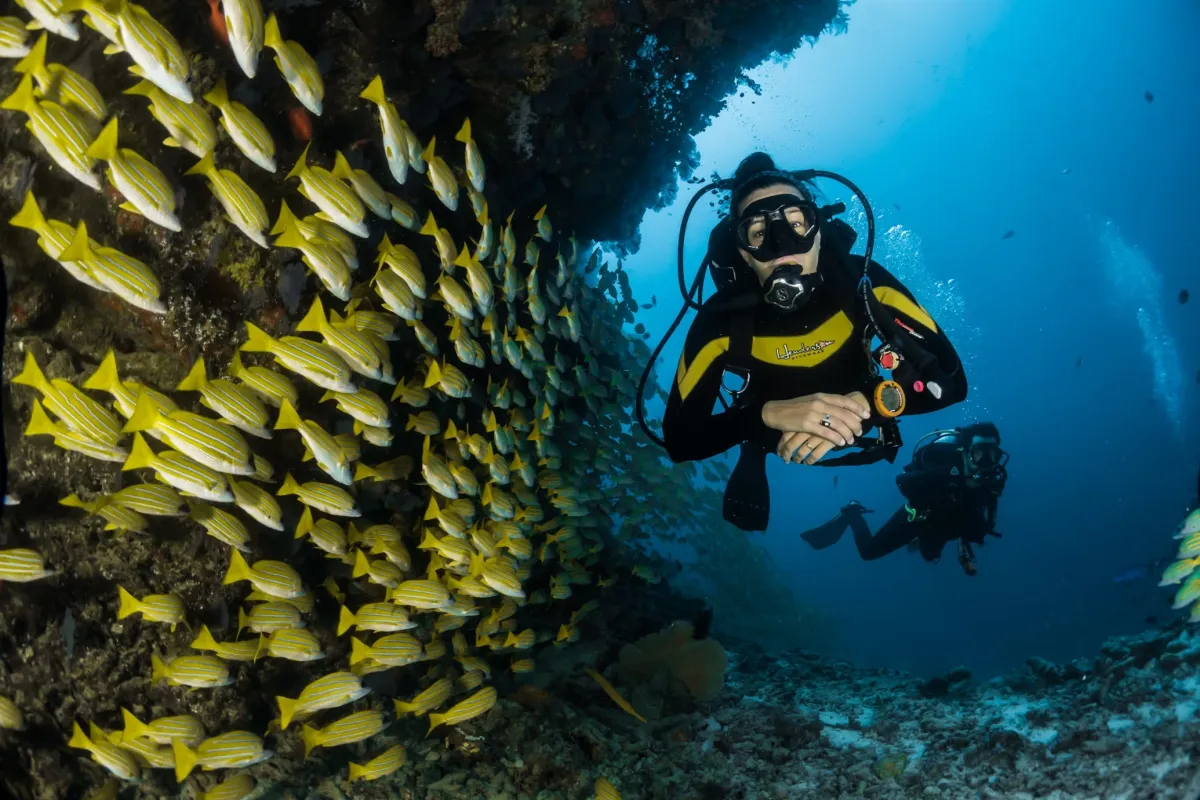 Duiken op Koh Tao en meer