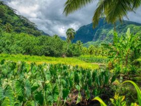 De Tahiti-eilanden te voet, langs paden die verhalen vertellen