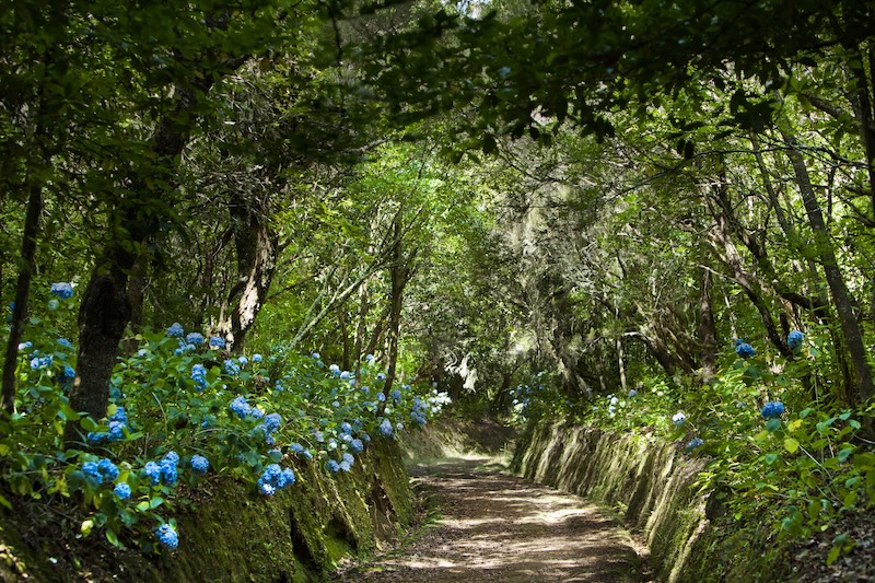 Levada do Caldeirão Verde