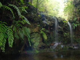 Vier mooie levada-wandelroutes op Madeira