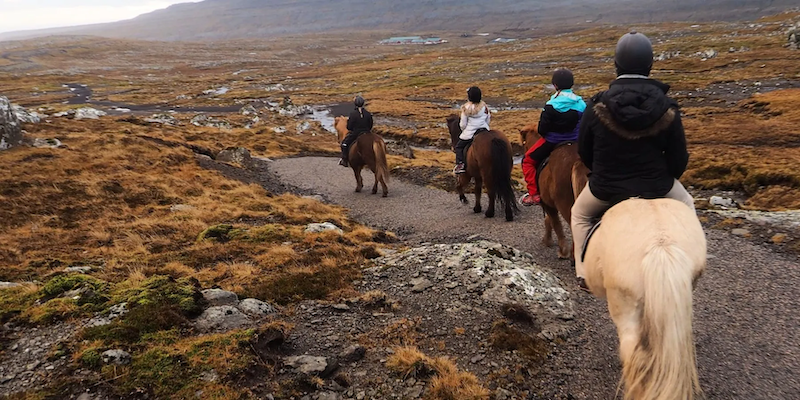Hele winter: Paardrijden op Faeröerse paarden