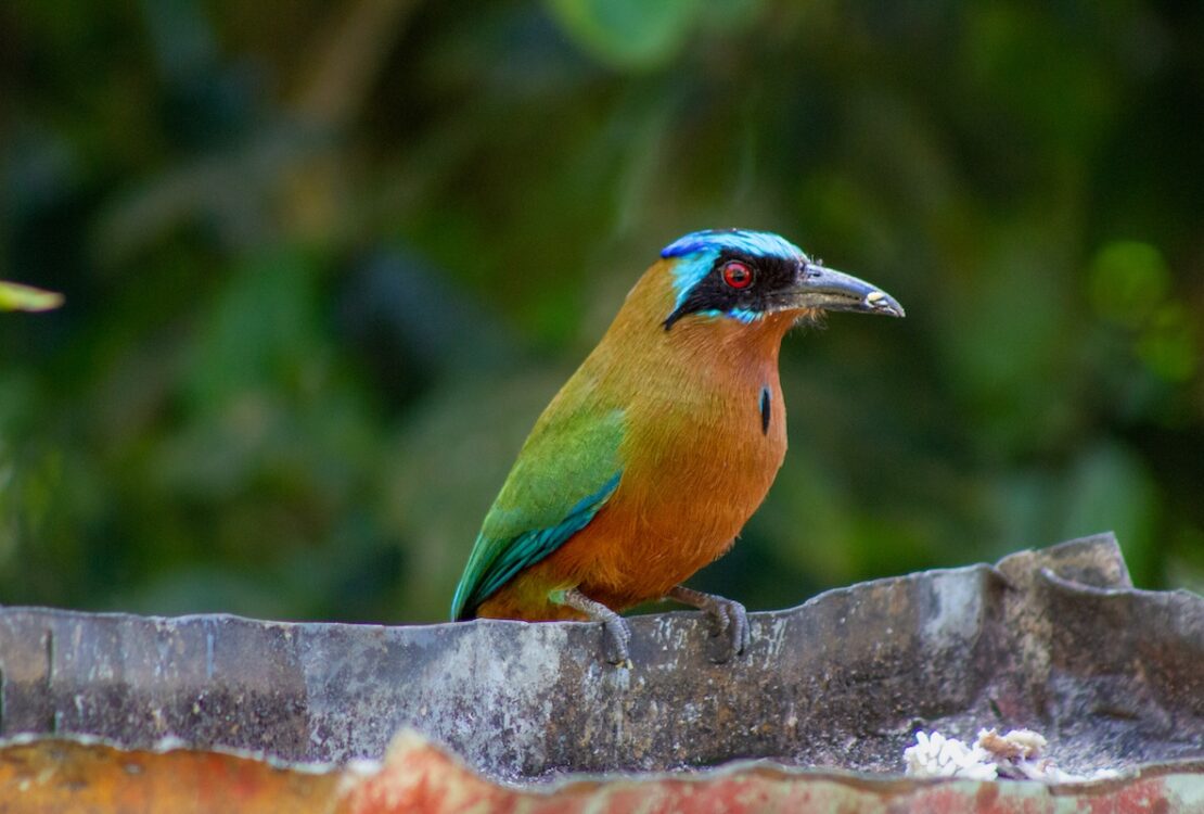Tobago: Het eiland van motmots, kolibries en roodsnavel tropische vogels