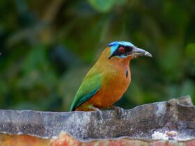 Tobago: Het eiland van motmots, kolibries en roodsnavel tropische vogels
