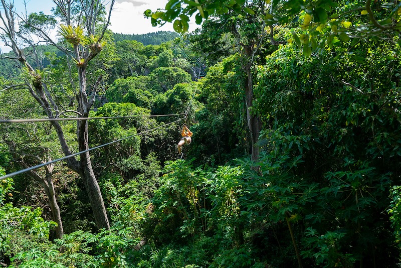 #3 De jungle van bovenaf