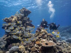 Tien redenen om te duiken bij het Great Barrier Reef