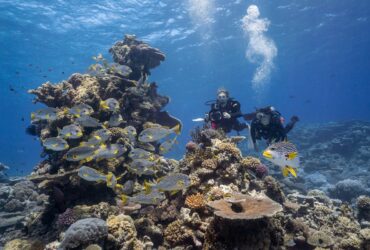 Tien redenen om te duiken bij het Great Barrier Reef