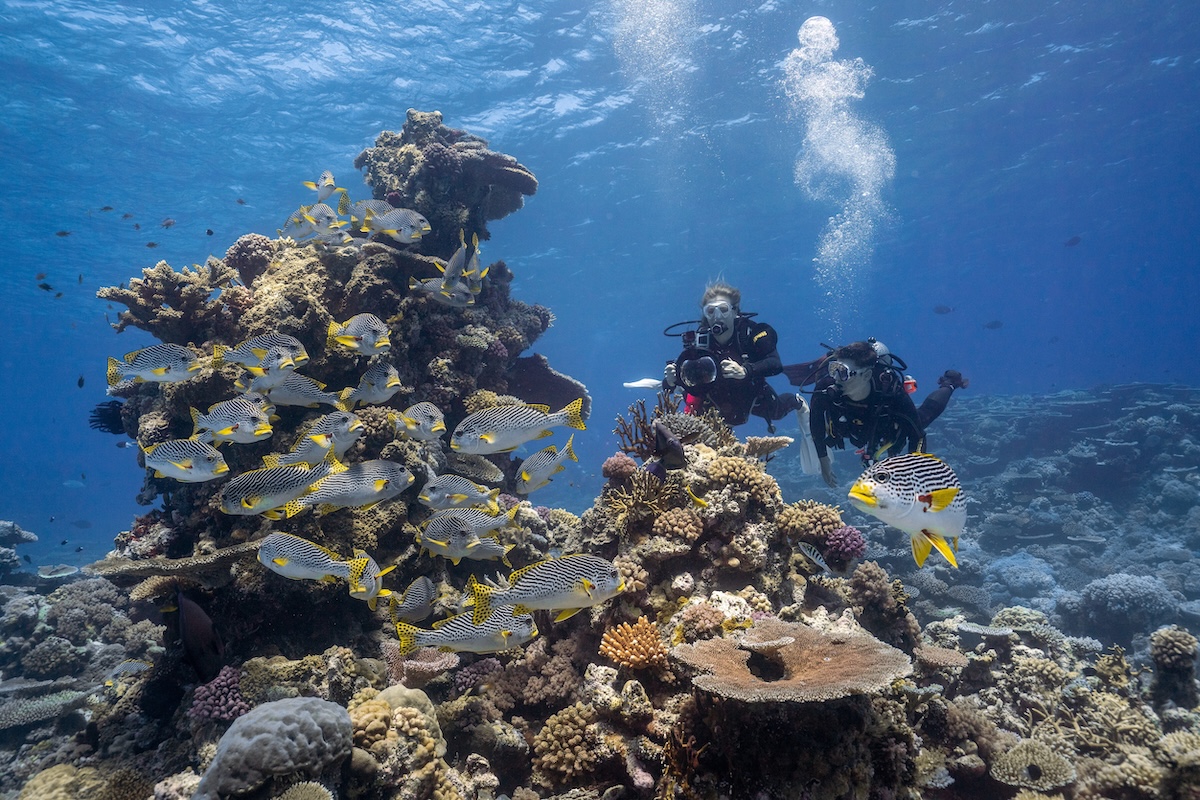 Tien redenen om te duiken bij het Great Barrier Reef